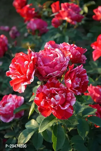 Natural Rose Plant-thumb0