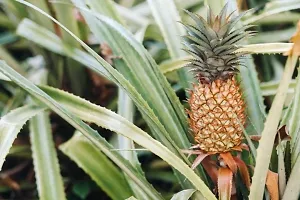 Fulmala Nursery Hybrid Pine Apple Plant[FM990]-thumb1