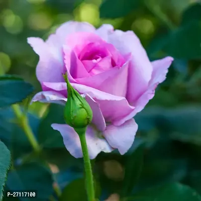 Fulmala Nursery Hybrid Rose Plant[FM1247]-thumb0