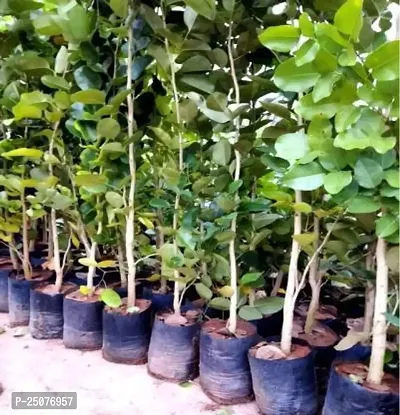 Red Sandalwood Plant Esey To Grow No Nead To Extra Care Hybrid Plant For Yor Garden And your Home-thumb0