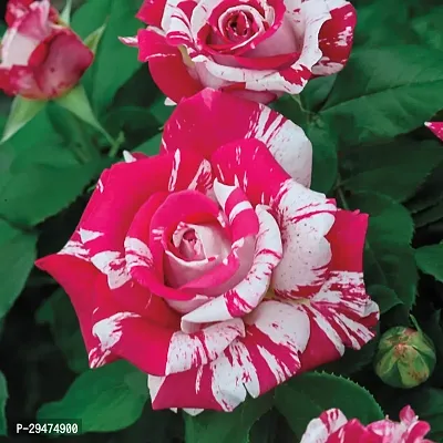 Natural Rose Plant-thumb0