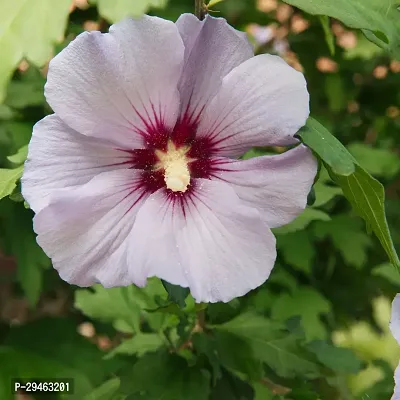 Hibiscus Plant For Home Decoration