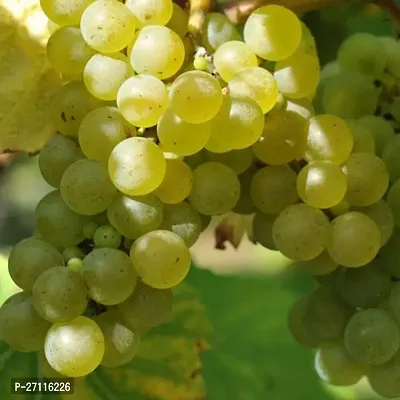 Fulmala Nursery Hybrid Grape Plant[FM895]-thumb0