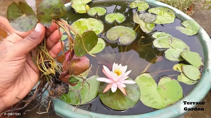 Lotus Plant Esey To Grow No Nead To Extra Care Hybrid Plant For Yor Garden And your Home-thumb0