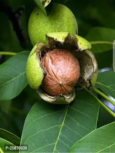 Walnut Plant Esey To Grow No Nead To Extra Care Hybrid Plant For Yor Garden And your Home-thumb0
