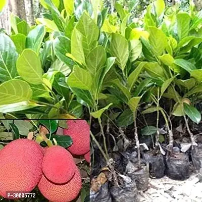 Fulmala Nursery Jack Fruit Plant-thumb0