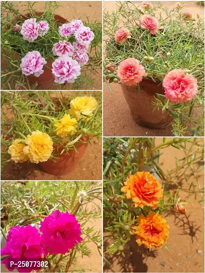 Portulaca Plant Esey To Grow No Nead To Extra Care Hybrid Plant For Yor Garden And your Home-thumb0