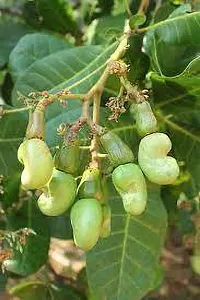 Fulmala Nursery Hybrid Cashew Apple Plant[FM628]-thumb2