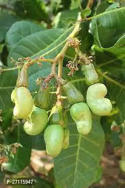 Fulmala Nursery Hybrid Cashew Apple Plant[FM628]-thumb3