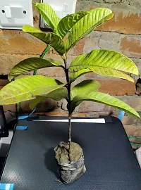 Fulama Nursery HybridGuava Plant[FM1769]-thumb1