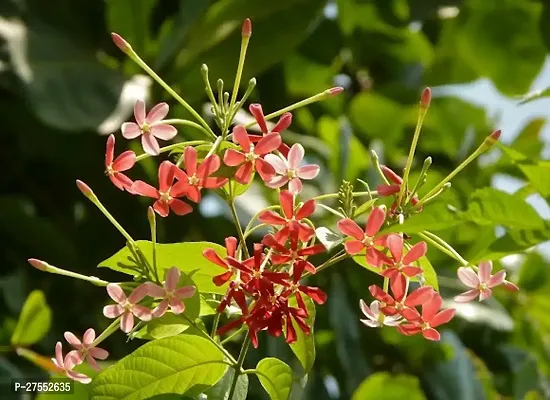 Fulmala Nursery Hybrid Madhumalti/Rangoon Creeper[DF95]