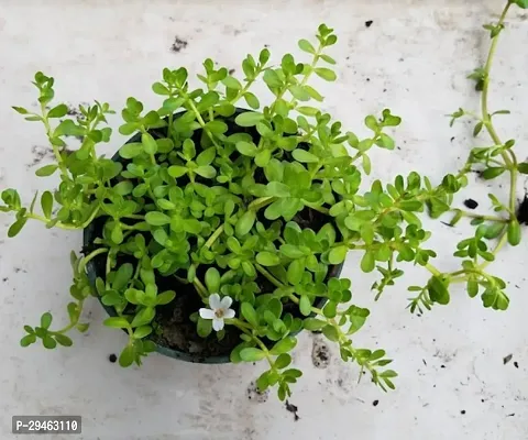 Bacopa Monnieri Plant For Home Decoration-thumb0