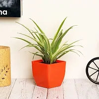 Fulmala Nursery Spider Plant-thumb1