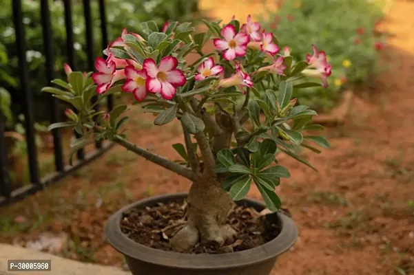 Fulmala Nursery Adenium Plant