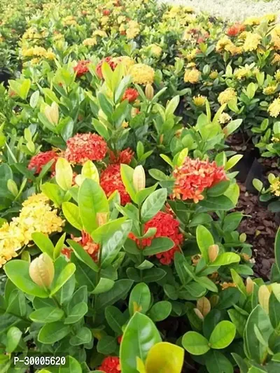 Fulmala Nursery Trothic Ixora/Chethi Plant