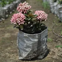 Fulmala Nursery Trothic Ixora/Chethi Plant-thumb2