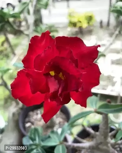 Adenium Desert Rose with Pink Blooms-thumb0