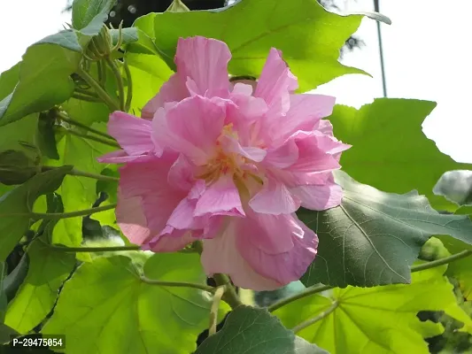 Natural Lotus Plant-thumb0