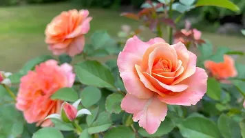 Fulmala Nursery Hybrid Rose Plant[FM1098]-thumb1