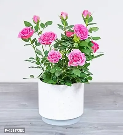 Fulmala Nursery Hybrid Rose Plant[FM1417]