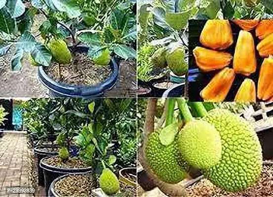 Fulmala Nursery  Jack Fruit Plant-thumb0