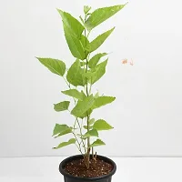 Fulmala NurseryShahtoot/Mulberry Plant[FM2883]-thumb3