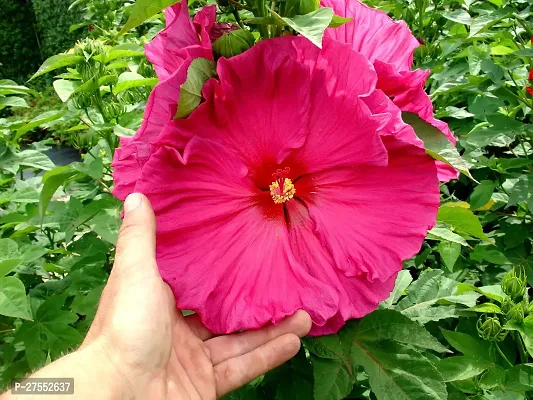 Fulmala Nursery Hybrid Hibiscus Plant[DF97]