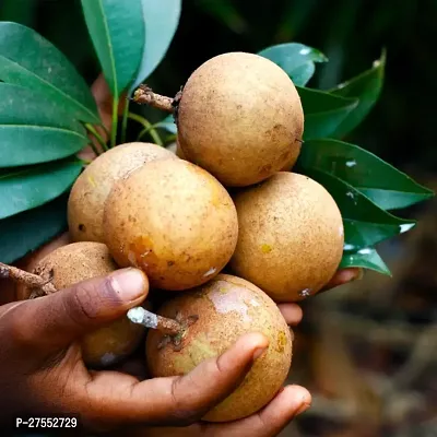 Fulmala NurseryChiku Plant[FM2548]-thumb3