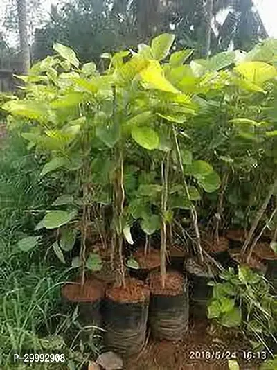 Fulmala Nursery  Red Sandalwood Plant