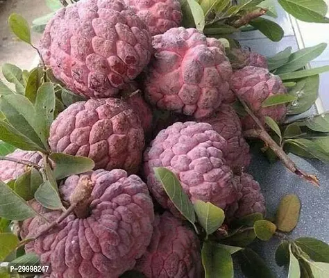 Fulmala Nursery Custard Apple Plant-thumb0