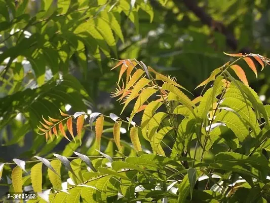 Fulmala Nursery Neem Plant