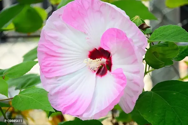 Fulmala Nursery Hibiscus Plant-thumb0