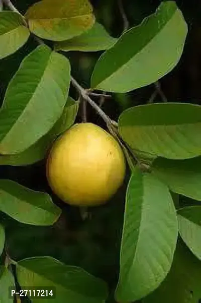 Fulmala Nursery Hybrid Guava Plant[FM1360]-thumb0