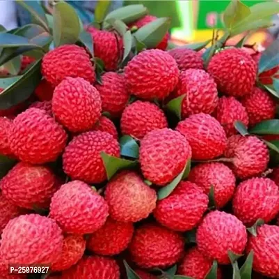 Litchi Plant Esey To Grow No Nead To Extra Care Hybrid Plant For Yor Garden And your Home-thumb0