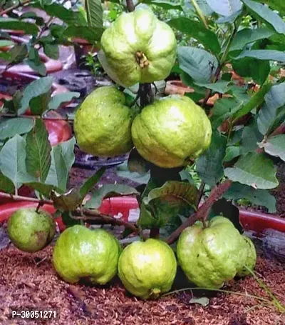 Fulmala Nursery Guava Plant-thumb0