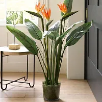 Fulmala Nursery Bird of Paradise Plant-thumb2