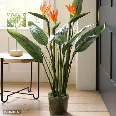 Fulmala Nursery Bird of Paradise Plant-thumb3