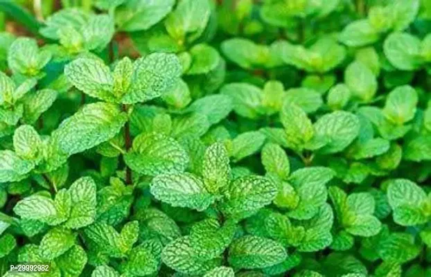 Fulmala Nursery  Mint Plant