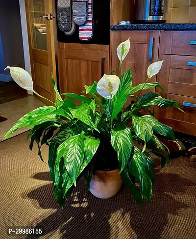 Beautiful Peace Lily Flower Plant for Home Office Low Maintenance