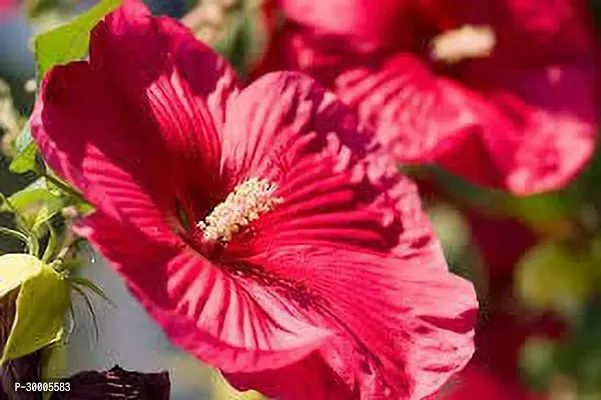 Fulmala Nursery Hibiscus Plant