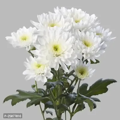 Chrysanthemums/ Guldavari Plant Esey To Grow No Nead To Extra Care Hybrid Plant For Yor Garden And your Home-thumb0