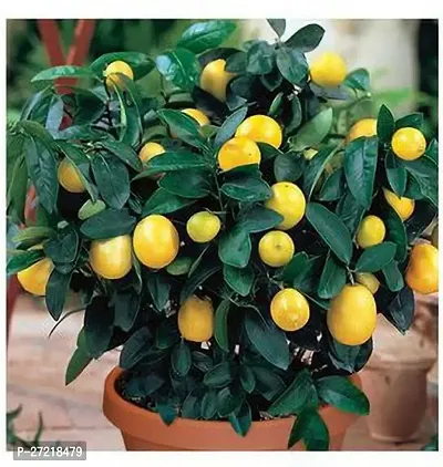 Fulama Nursery HybridLemon Plant[FM1898]-thumb0