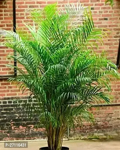 Fulmala Nursery Hybrid Areca Palm[FM1096]-thumb0