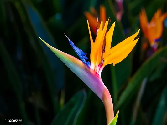 Fulmala Nursery Bird of Paradise Plant