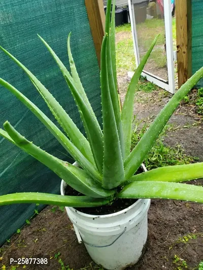 Aloe Vera Plant Esey To Grow No Nead To Extra Care Hybrid Plant For Yor Garden And your Home-thumb0