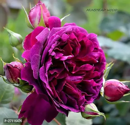 Fulmala Nursery Hybrid Rose Plant[FM1092]