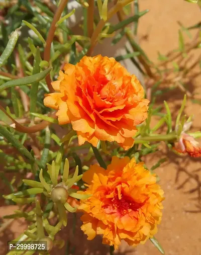 Fulmala Nursery Portulaca Plant-thumb0