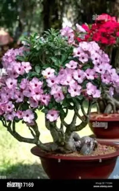 Fulmala Nursery Hybrid Adenium Plant[FM1315]