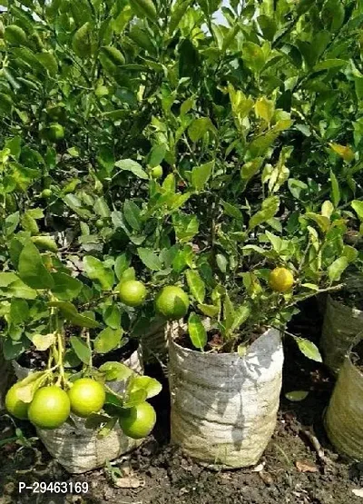 Lemon Plant For Home Decoration-thumb0