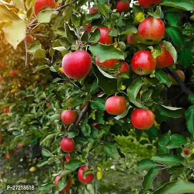 Fulama Nursery HybridApple Plant[FM1937]-thumb0